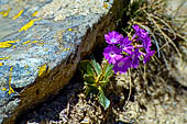 Monte Avic (Val d'Aosta) - Primula irsuta.